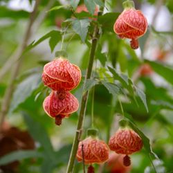 Chinese Lantern Live Plants