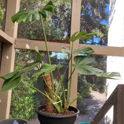 Monstera Deliciosa 10” Pot with Moss pole