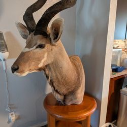 Kudu Shoulder Mount