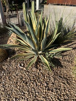 Cactus