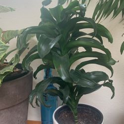 Janet Craig Dwarf Tornado Dracaena