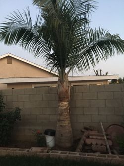 Palm Tree