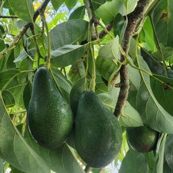 Fresh Organic Avocados Fruit , $1 each