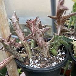 Orbea scheinfurthii Succulent 