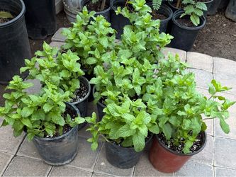 Spearmint or Mint 🌿 Plants $12 Each Price Firm