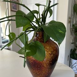 Vaza With Natural Plant 