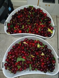 Cherrys for sale🍒🍒🍒