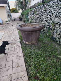 Plant pots