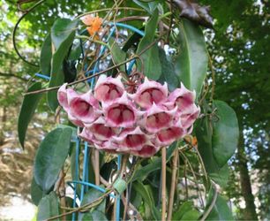 Xl Hoya Archiboldiana in 6” pot ( first pic is example )