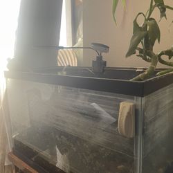 10 Gallon Tank Aquarium Fish 