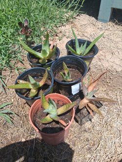 eucalyptus plants