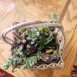 Succulents In Basket 