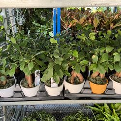 Bonsái In 4” Ceramic Pot. SPECIAL PRICE 🤩