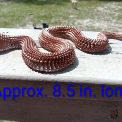 Copper Colored Resin Snake Decor 
