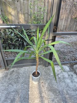 🪴Yucca Cane  Plant approximately 3' tall