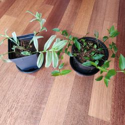 2 Indoor  Plants For Sale