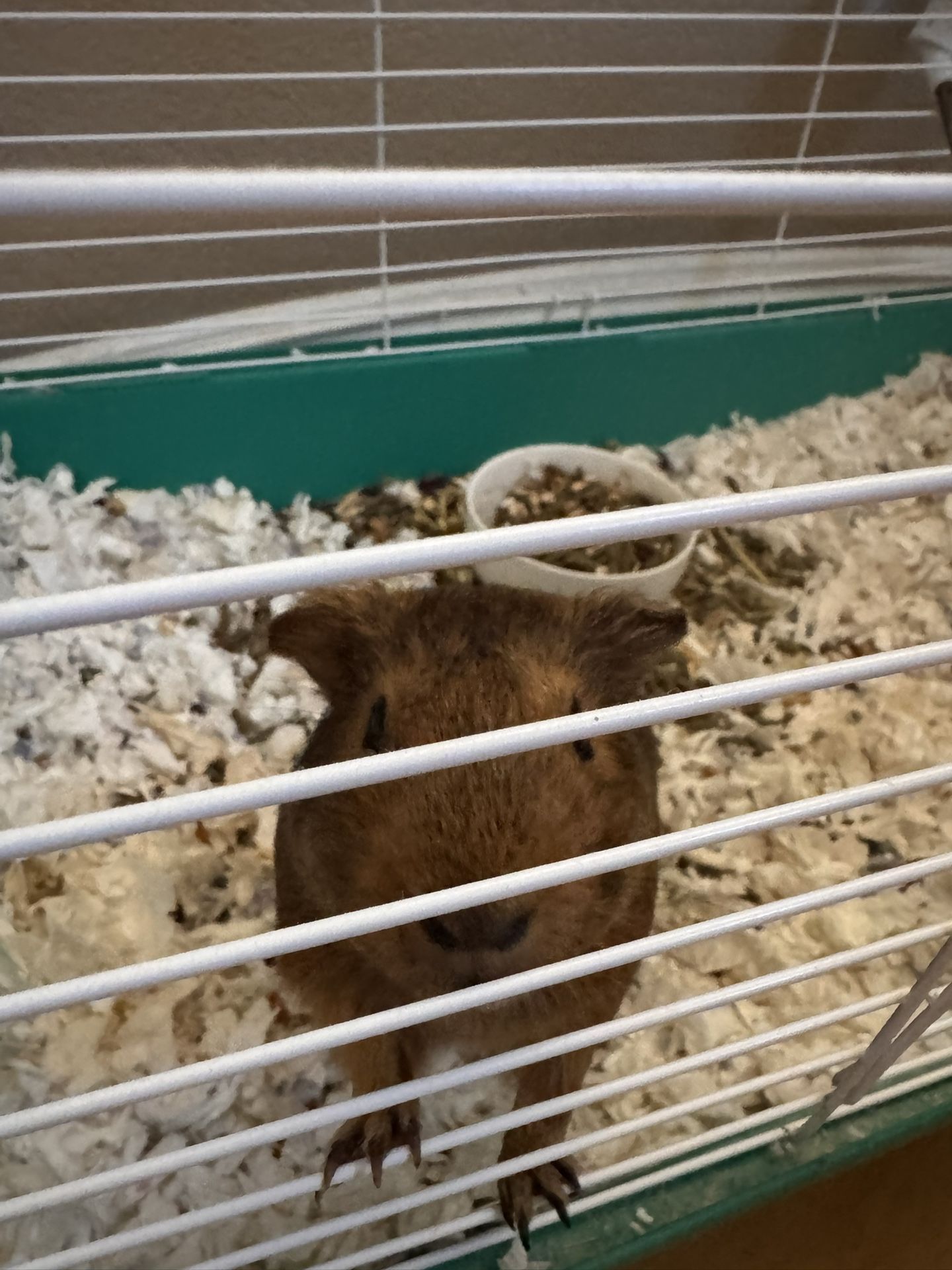 Guinea pig