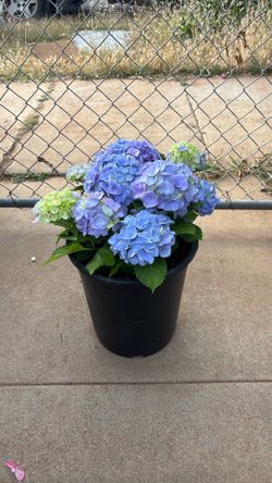Hortensia/  hydragenea