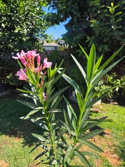 5 feet Laurel Plant color pink