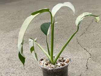 Epipremnum Giganteum Albo Giganteum White Pearl Variegated.
