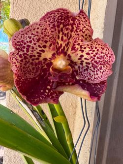 Vanda orchid in bloom / spike