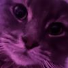 猫黒