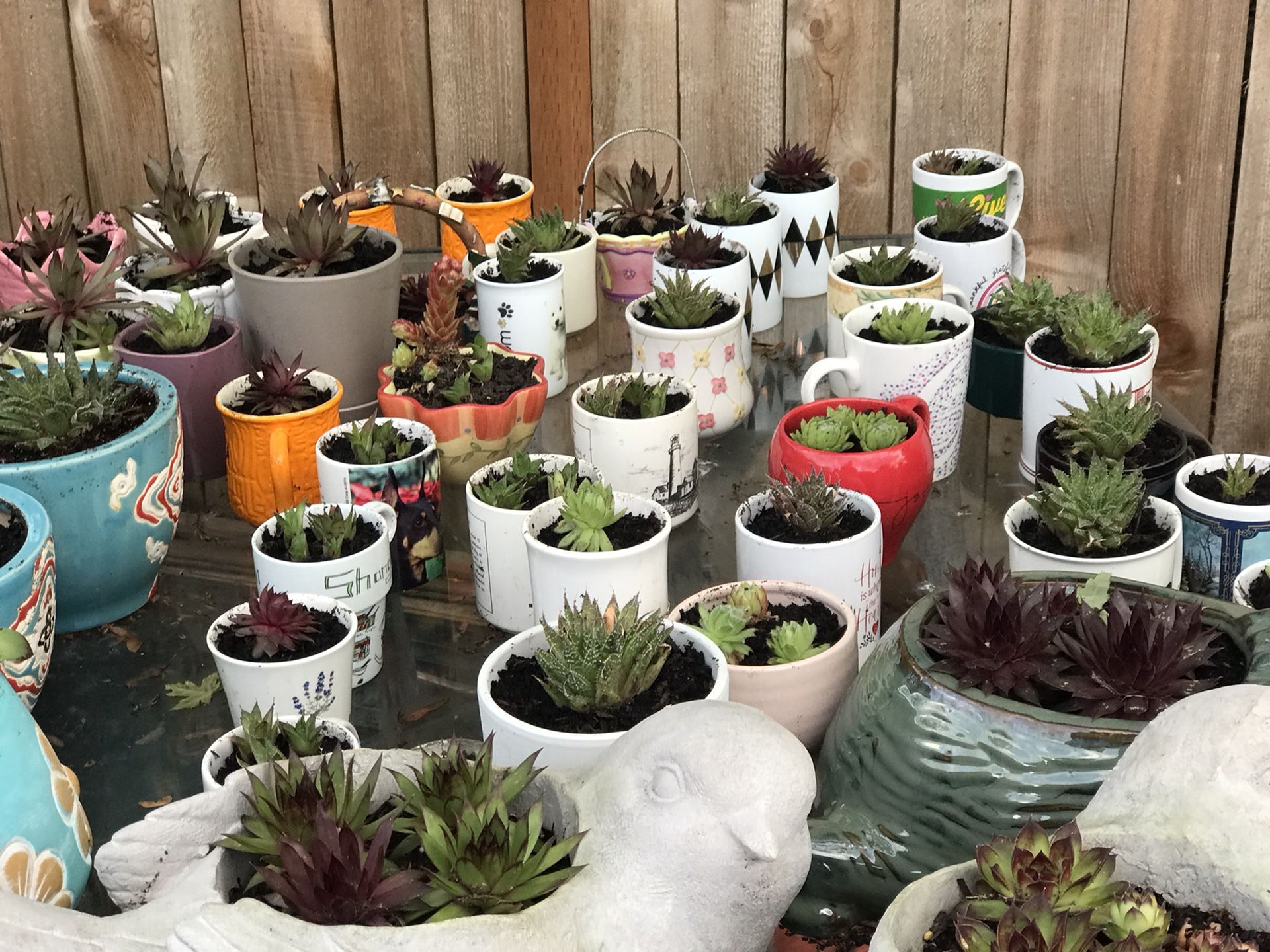 Beautiful Succulent Different Prices From 7 .00 $to 30.00$