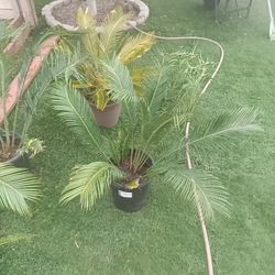Sago Palms