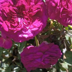 Rose plants.