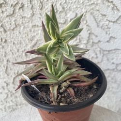 4 Inch Pot Succulent Plant - Rare Crassula Red Pagoda Variegated - Capitella  - Campfire Plant - Rooted & Established - Drought Resistant 🪴 