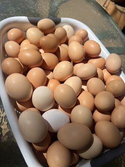 Organic eggs from happy hens