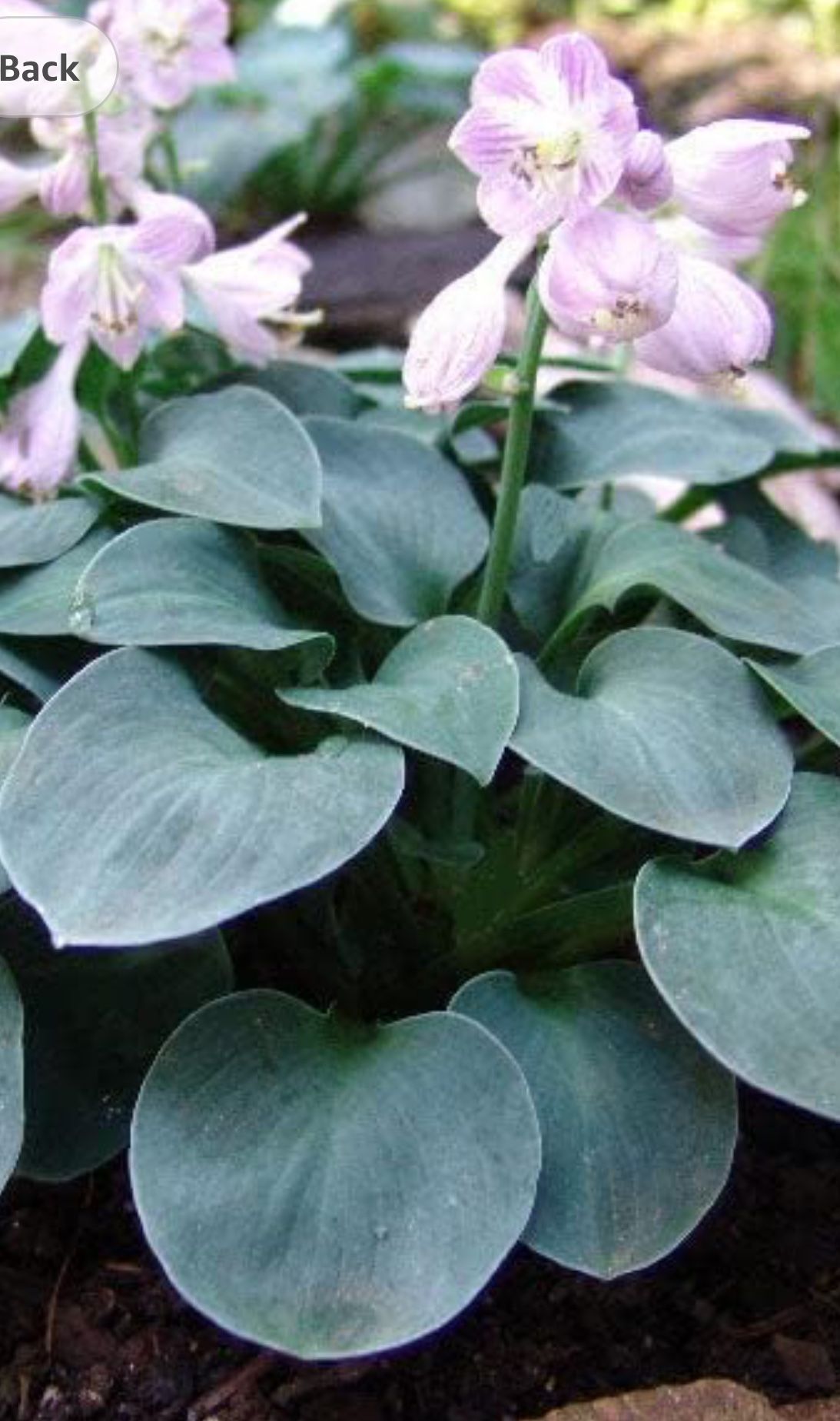 Rare Blue Mouse Ears Hosta Perennial❗️Slug Resistant Plant.Will Bloom Soon.