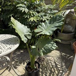  Elephant Ear Alocasia