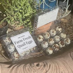 Organic fresh quail Eggs $4.75 Per Dozen