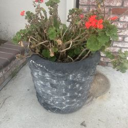 Outdoor Pots, Plants & Wheelbarrow – Must Go 🌿