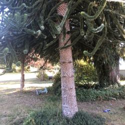 Monkey Puzzle Tree Wood For Wood Turning Rare
