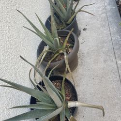 Aloe Vera Plants 