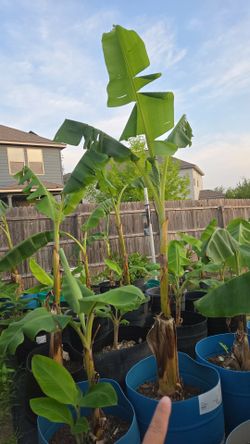 🍌 HOME GROWN BANANA TREES FOR SALE BANANA 🍌
