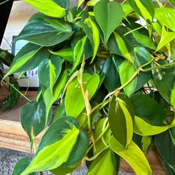 Philodendron Brasil CUTTINGS