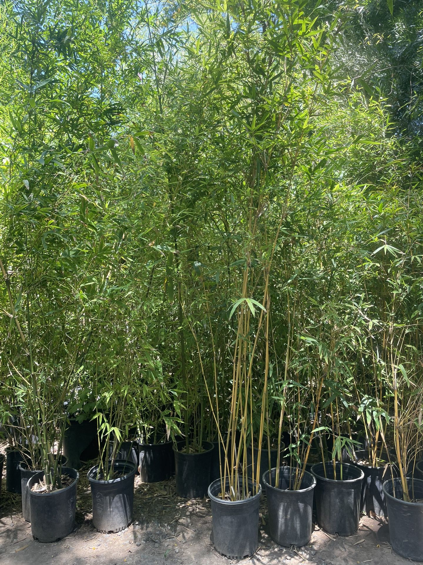 5 Gallon Size - Bamboo Plants- Multiple Varieties Available 