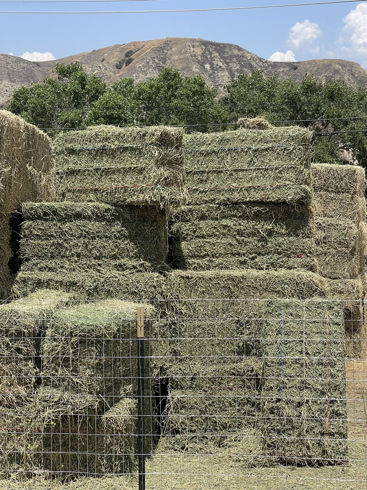 Hay Alfalfa Horse Quality.