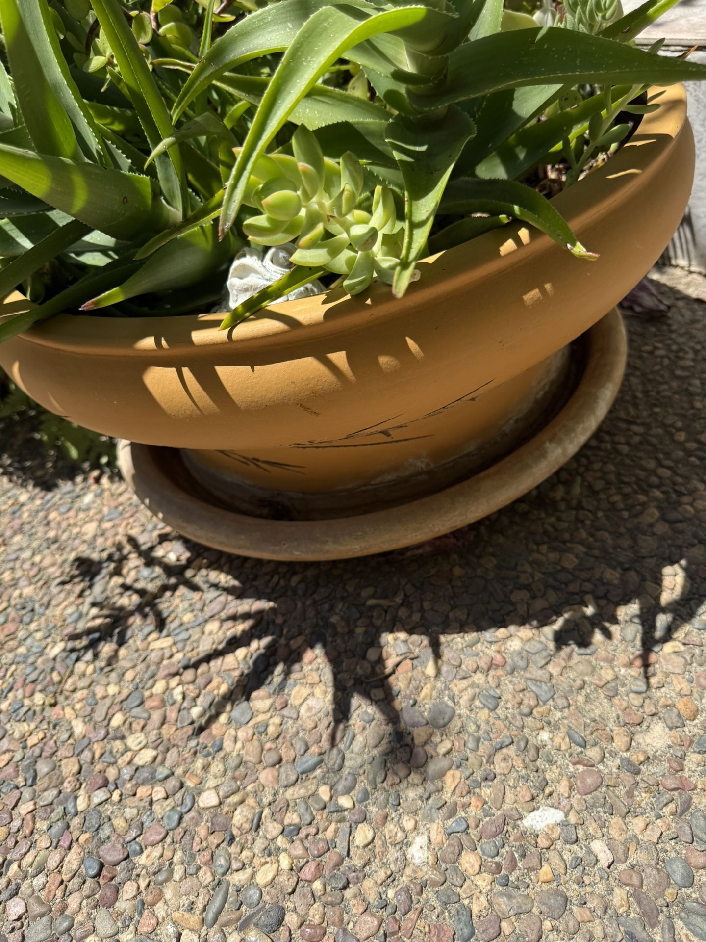 Large Ceramic Pot Includes Plant!