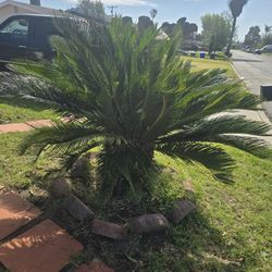 Sago Palm Trees
