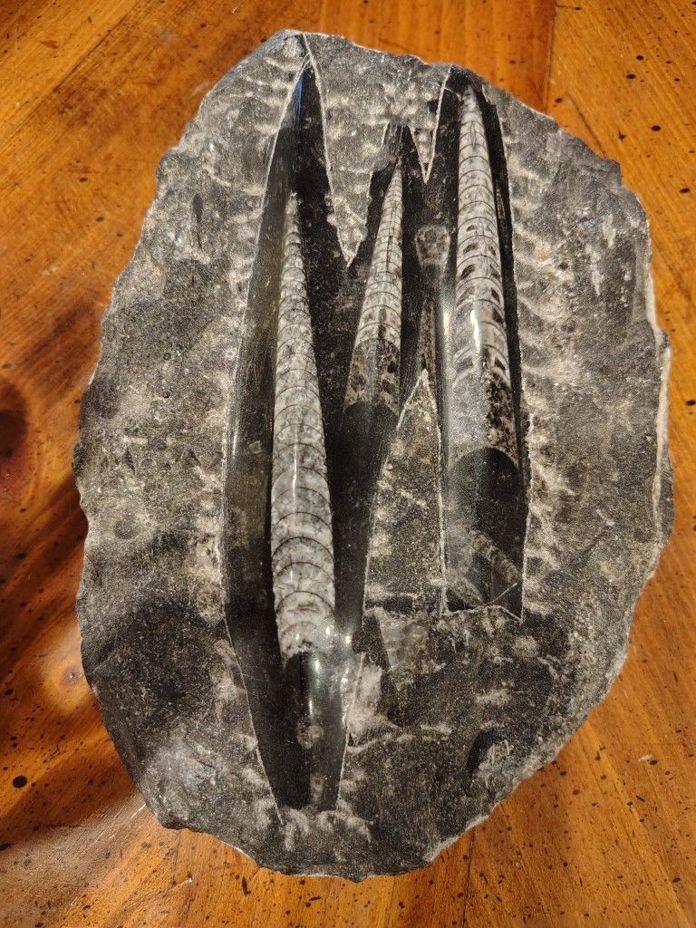 Orthoceras Fossil