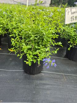 PLUMBAGO 3GALLONS