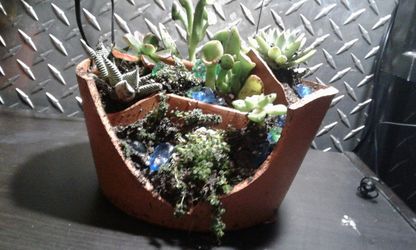 Terra Cotta Succulent collection. Handmade with love and unique succulents.