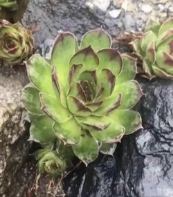 Outdoor/Indoor Plants - CHICKS & HENS