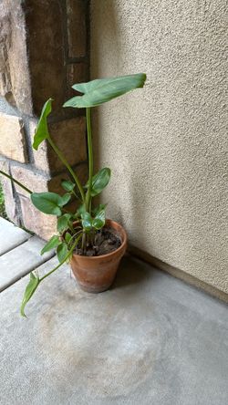 Lucky leaf plant