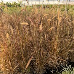 Purple Fountain Grass 5 Gal