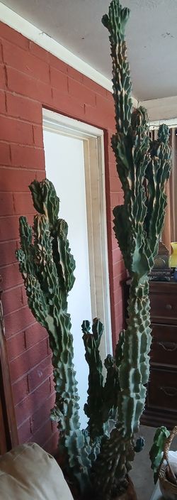 10 Ft Cactus In A Pot Plus Another Pot Free.